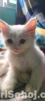 Pure Persian male white kitten for sale